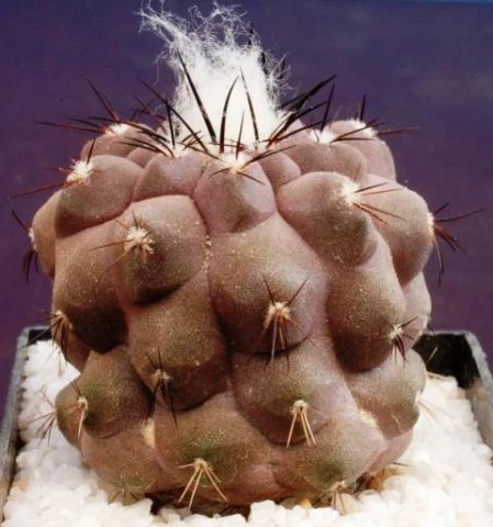 Copiapoa_tocopillana